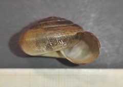 Allaegopis skanderbegianus