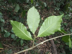 Aspidosperma ramiflorum