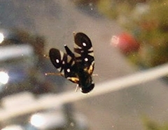 Oxyaciura tibialis