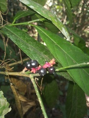 Sorocea