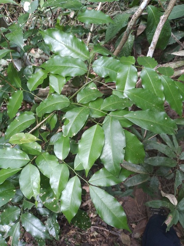 Pterocarpus santalinoides, photograph 2