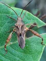 Meropachyini