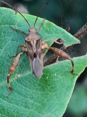 Meropachyini