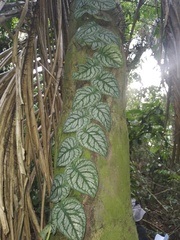Monstera dubia