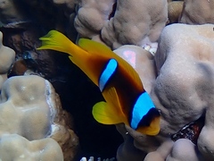Amphiprion bicinctus