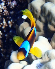 Amphiprion bicinctus