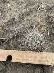 Sclerocactus cloverae