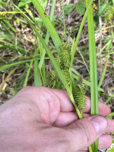 Image of Carex aureolensis by no rights reserved