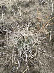 Sclerocactus cloverae