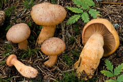 Chroogomphus helveticus