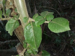 Pisonia aculeata