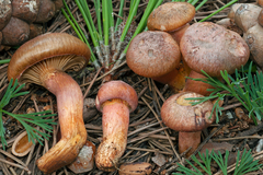 Chroogomphus mediterraneus