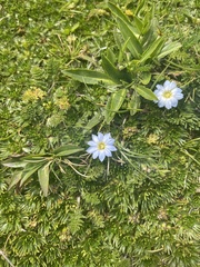 Gentiana sedifolia