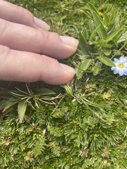 Gentiana sedifolia