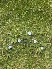 Gentiana sedifolia