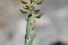 Pieris ergane