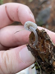 Mycena amicta