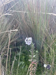 Valeriana microphylla