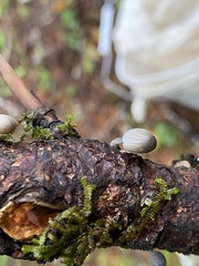 Mycena amicta