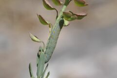 Pieris ergane