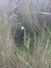 Valeriana microphylla