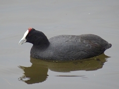 Fulica cristata