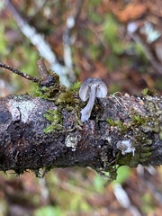 Mycena amicta