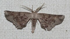 Parepisparis excusata