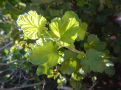 Ribes trilobum