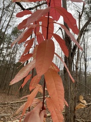 Oxydendrum