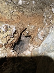 Arachnocampa luminosa