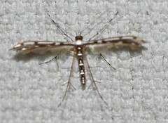 Cosmoclostis aglaodesma