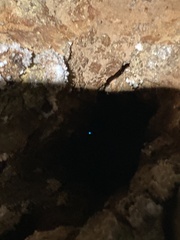 Arachnocampa luminosa
