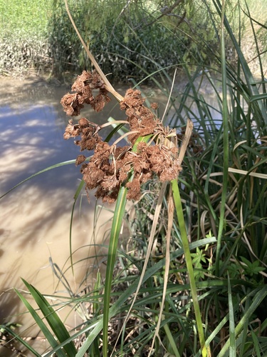Cyperus byssaceus, photograph 6