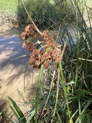 Androtrichum giganteum