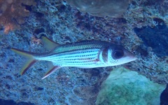 Neoniphon sammara