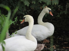 Cygnus olor