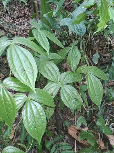 Cush-cush yam (Dioscorea trifida)