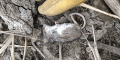 Peromyscus sonoriensis