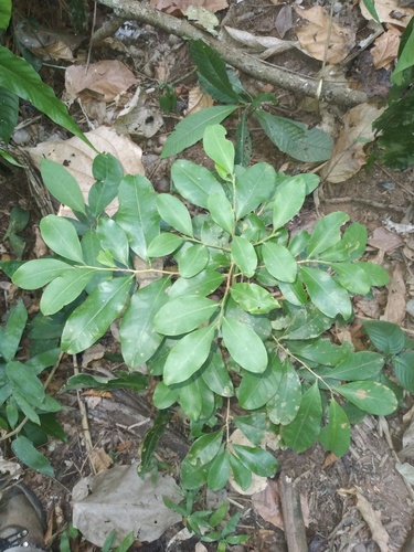 Erythroxylum ulei, 2022-11-19