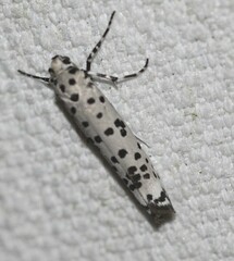 Yponomeuta internellus