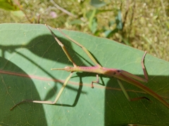 Didymuria violescens
