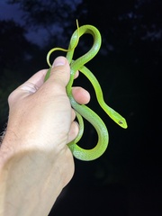 Philothamnus natalensis