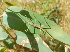 Didymuria violescens