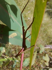Didymuria violescens