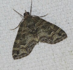 Crasilogia gressitti