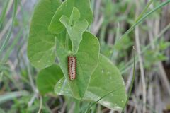Zerynthia polyxena
