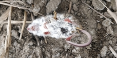 Peromyscus sonoriensis