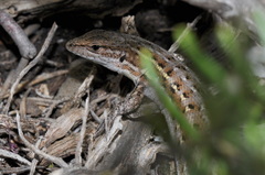 Psammodromus edwarsianus
