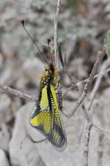 Libelloides coccajus